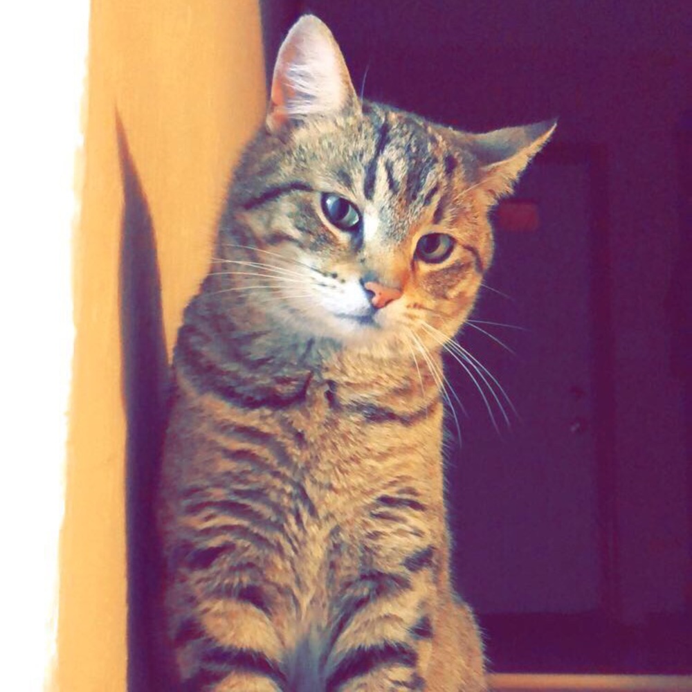 Meet your Posher, Katie